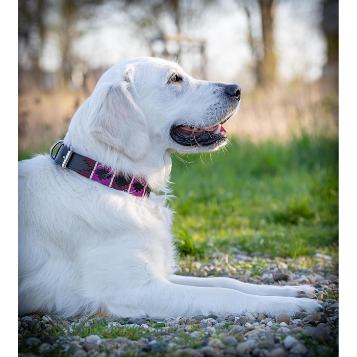 Стильний шкіряний нашийник для собак Jack Russell від Pablo – ручної роботи, регульований, преміум якість