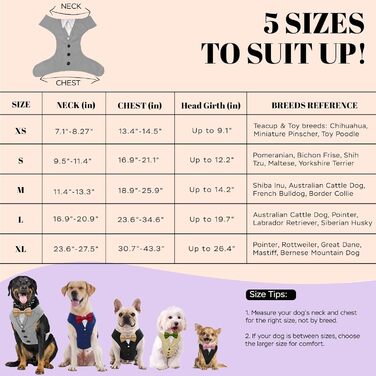 Smoking для собак AVERYDAY: елегантний костюм для свят та фотосесій, з краваткою, для середніх та великих собак (S, сірий + шампань)