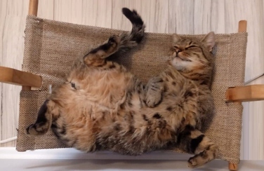 Гамак-ліжечко для котів Kerbl Siesta 2.0 Eco Wood, бежевий, 61x37x29 см