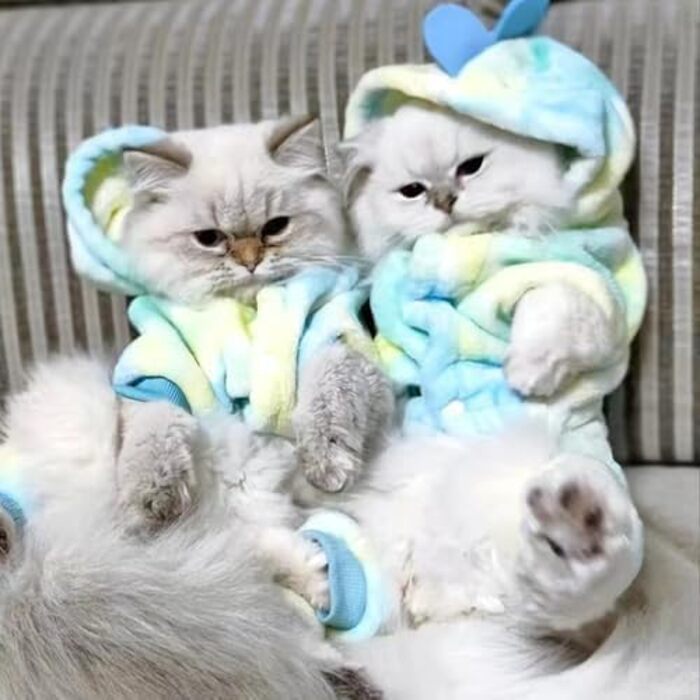 Костюм динозавра для собак, зимовий халат для цуценят, теплий капюшонний светр, блакитна куртка для холодної погоди, теплий одяг для домашніх тварин на Різдво, Хелловін (Рожевий, M) (X-Small, Зелений)