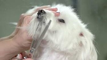 Ножиці для розрідження волосся для тварин