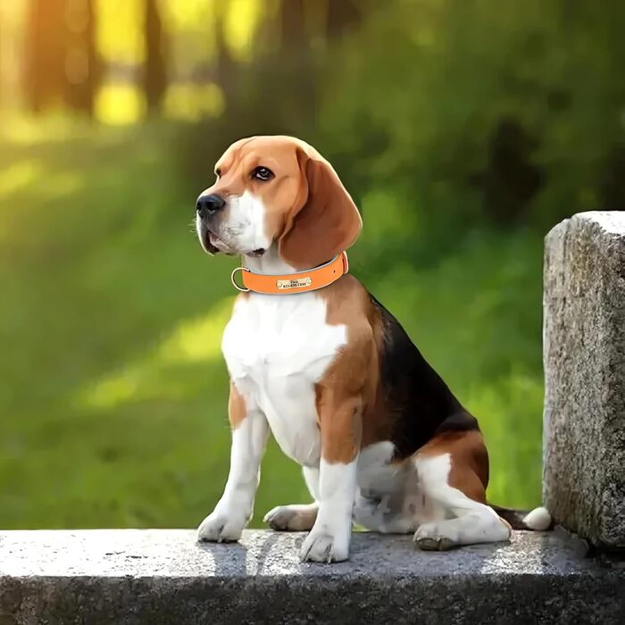 Нашийник та поводок для собак, шкіряний, персоналізований, м'який, з міцним нашийником та індивідуальною табличкою, регульований (M, верблюжий, комплект (S:Neck 23-32cm, Width 1.5cm, помаранчевий та блакитний))